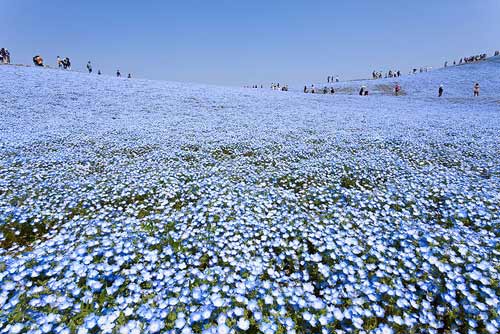 Vườn hoa màu xanh, Du lịch Nhật Bản, Công viên Hitashi Seaside
