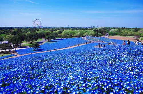 Vườn hoa màu xanh, Du lịch Nhật Bản, Công viên Hitashi Seaside