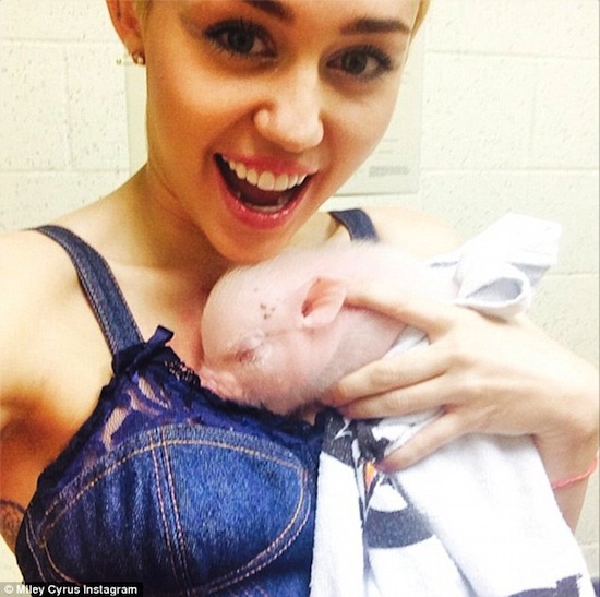 Miley Cyrus, Miley Cyrus cho heo ngửi nội y, Miley nuôi heo, Miley phản cảm với heo, ca sĩ Miley Cyrus 