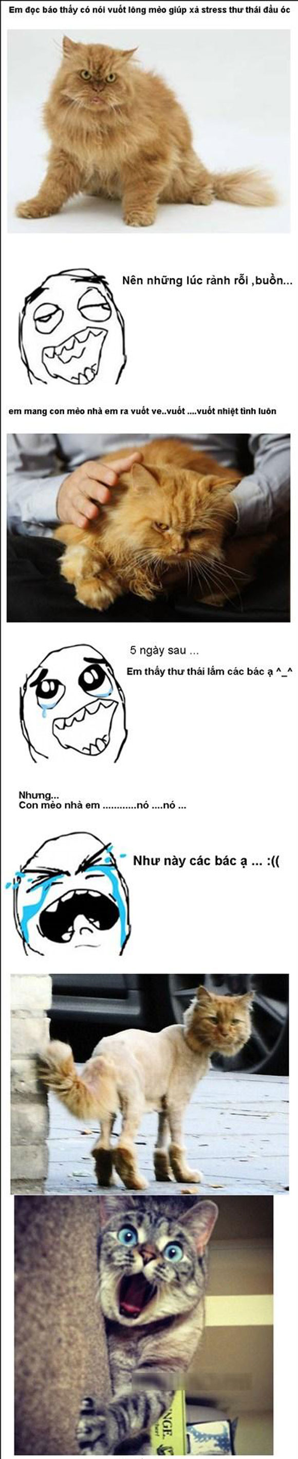 Ảnh vui, Ảnh chế, Ảnh hài hước