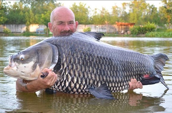 Cá chép,cá chép khổng lồ,cá chép lớn nhất thế giới bắt được ở Thái Lan