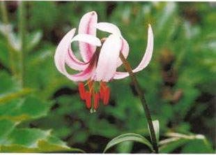 Tỏi rừng, Giải độc, Chữa ho