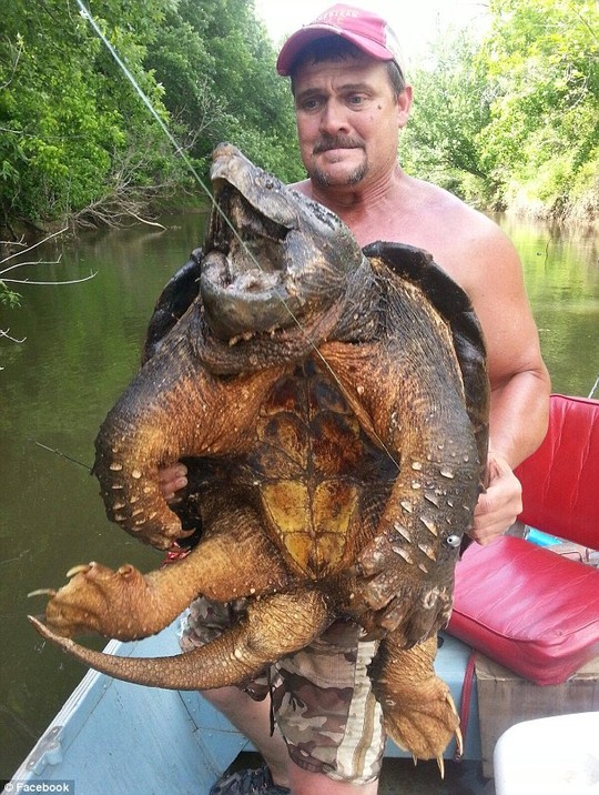 Thủy quái,bắt được rùa cá sấu cực hiếm