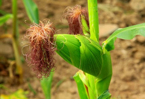 Bí tiểu, Thuốc đông y, Thuốc trị bí tiểu