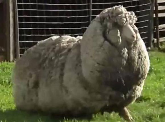 Chú cừu,chú cừu có bộ lông khủng nhất thế giới