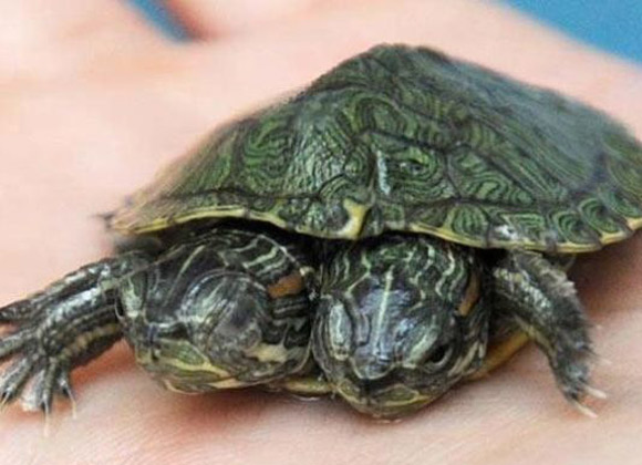 Con rùa,con rùa hai đầu,phát hiện rùa con 2 đầu vô cùng quý hiếm