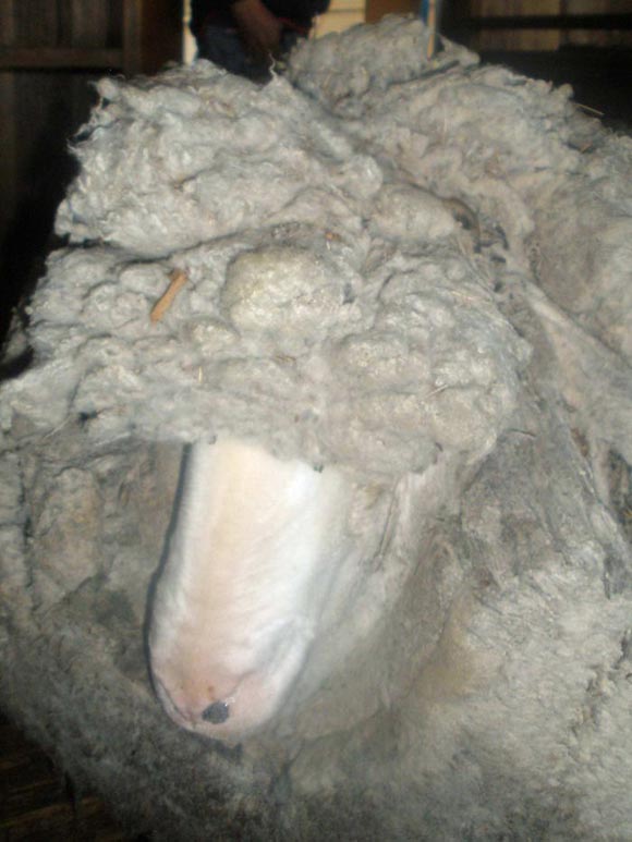 Chú cừu,chú cừu có bộ lông khủng nhất thế giới