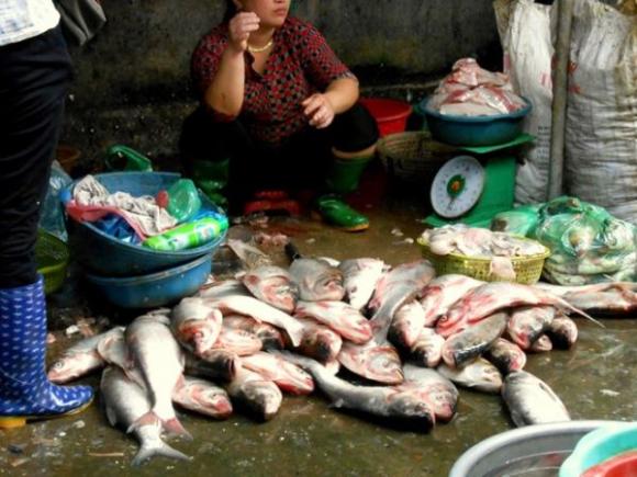 Cá ươn, Thực phẩm bẩn, Vệ sinh an toàn thực phẩm