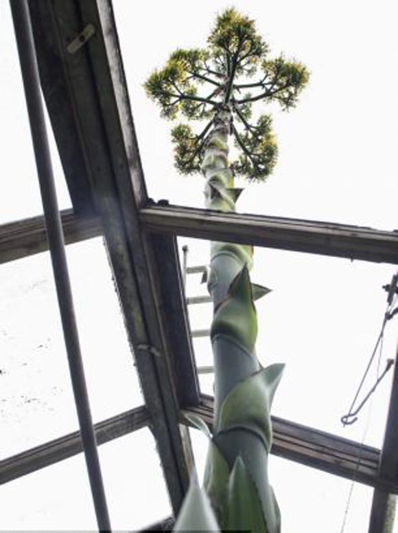 Cây xương rồng,cây xương rồng khổng lồ 100 năm ra hoa một lần