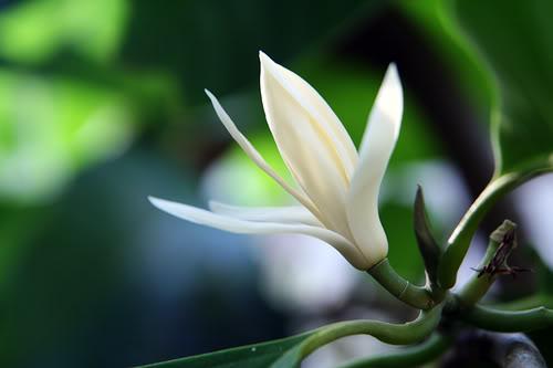 Hoa,hoa Ngọc Lan,bài thuốc từ Hoa Ngọc Lan
