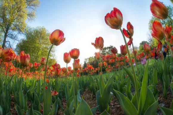 ,Mùa hoa tulip,những thảm hoa tulip đẹp rực rỡ dưới nắng xuân,hoa tulip đẹp,cánh đồng hoa tulip