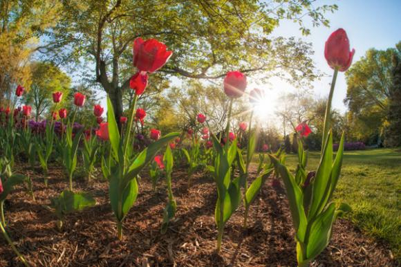 ,Mùa hoa tulip,những thảm hoa tulip đẹp rực rỡ dưới nắng xuân,hoa tulip đẹp,cánh đồng hoa tulip