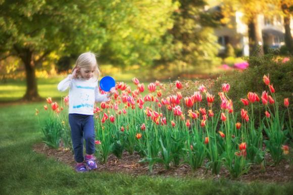 ,Mùa hoa tulip,những thảm hoa tulip đẹp rực rỡ dưới nắng xuân,hoa tulip đẹp,cánh đồng hoa tulip