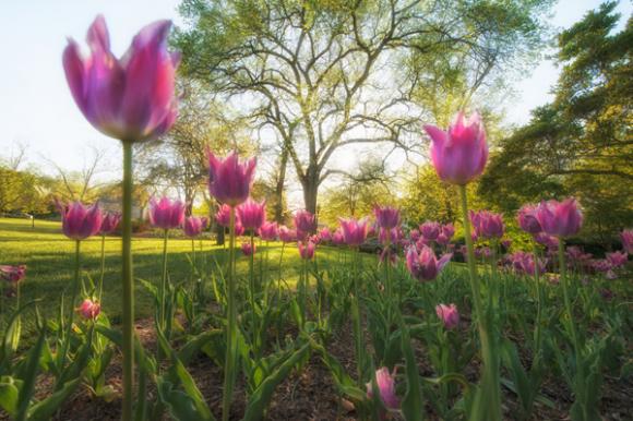 ,Mùa hoa tulip,những thảm hoa tulip đẹp rực rỡ dưới nắng xuân,hoa tulip đẹp,cánh đồng hoa tulip
