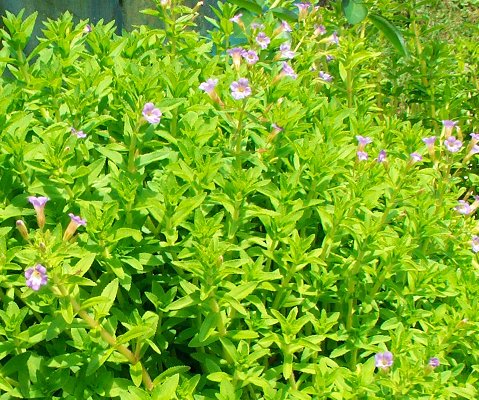Cầm máu,bài thuốc về cầm máu,bài thuốc dân gian về cầm máu vết thương rất hiệu quả