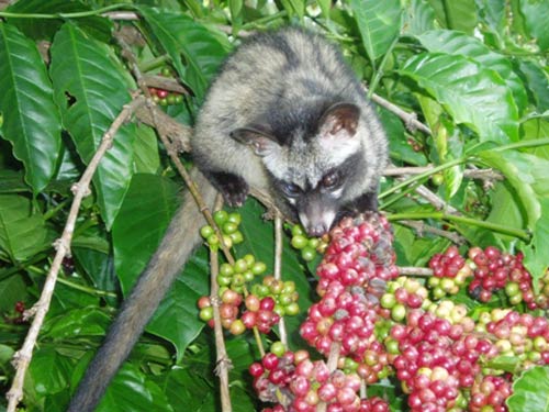 Món ăn,món ăn kì quái nhất thế giới