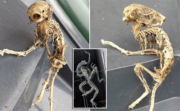 Bộ xương,bộ khung xương,phát hiện bộ xương giống sinh vật ngoài hành tinh