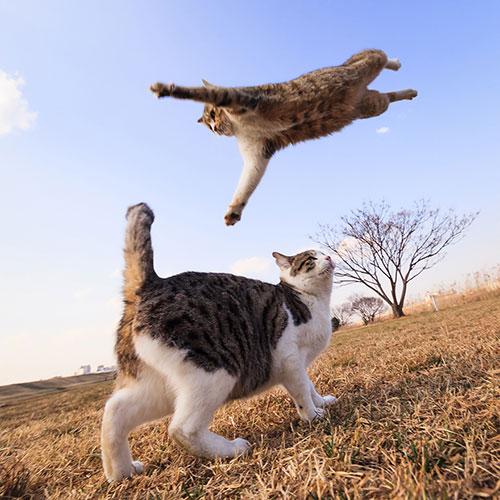 Chú mèo,mèo bay,cười vỡ bụng những bức ảnh chụp mèo bay