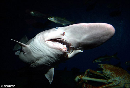 Cá mập,cá mập yêu tinh,cá mập 'yêu tinh' và nỗi ác mộng của đại dương