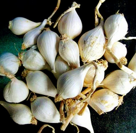 Tỏi khủng,tỏi cô đơn,tỏi quý hiếm