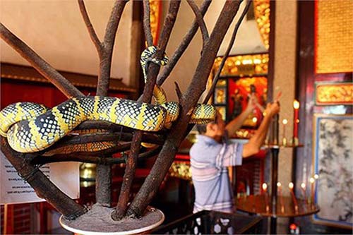 Chuyện lạ 4 phương,Chuyện lạ thế giới,Phi thường,Chuyện lạ có thật,Chuyện lạ khó tin