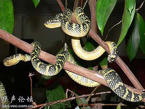 Chuyện lạ 4 phương,Chuyện lạ thế giới,Phi thường,Chuyện lạ có thật,Chuyện lạ khó tin