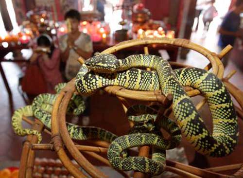 Chuyện lạ 4 phương,Chuyện lạ thế giới,Phi thường,Chuyện lạ có thật,Chuyện lạ khó tin