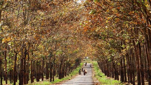 Du lịch Gia Lai,Rừng Cao Su,Địa điểm du lịch 2014