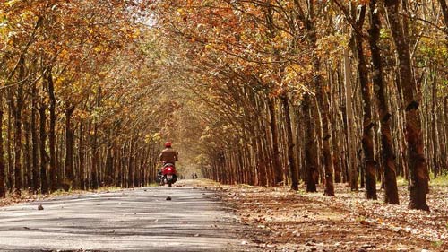 Du lịch Gia Lai,Rừng Cao Su,Địa điểm du lịch 2014