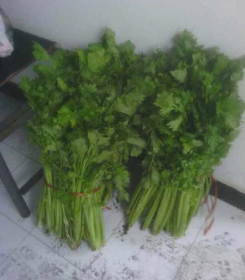 Chuyện lạ 4 phương,Chuyện lạ thế giới,Phi thường,Chuyện lạ có thật,Chuyện lạ khó tin