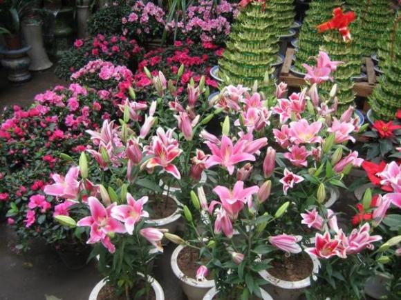 Lối sống trẻ,Kinh doanh qua mạng,Kinh doanh tết