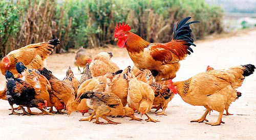Mẹo luộc gà ngon,Món ăn ngon,Cách luộc gà