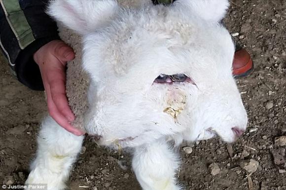 Chú cừu,cừu 4 mắt, 2 mũi xuất hiện ở New Zealand