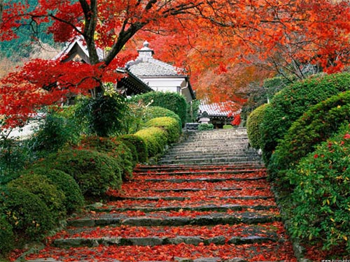 Du lịch,du lịch Kyoto,khám phá mùa lá đỏ ở Kyoto