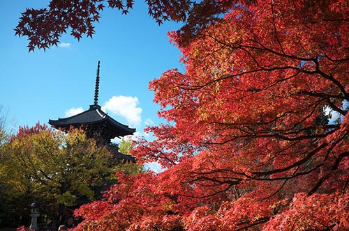 Du lịch,du lịch Kyoto,khám phá mùa lá đỏ ở Kyoto