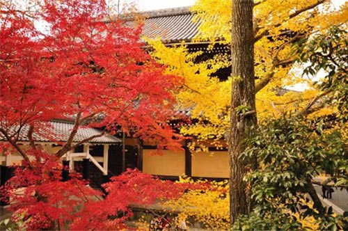 Du lịch,du lịch Kyoto,khám phá mùa lá đỏ ở Kyoto