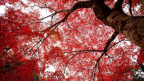 Du lịch,du lịch Kyoto,khám phá mùa lá đỏ ở Kyoto