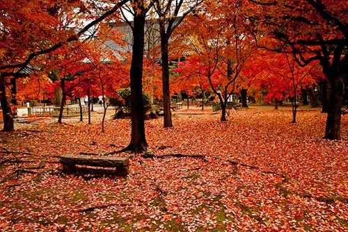 Du lịch,du lịch Kyoto,khám phá mùa lá đỏ ở Kyoto