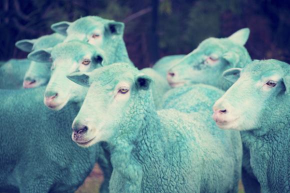 Cừu,con cừu,lạ lùng những chú cừu mang sắc cầu vồng