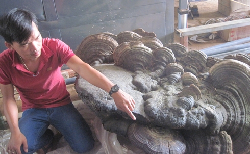 Cây nấm,cây nấm linh chi,phát hiện cây nấm linh chi ‘khủng’ nặng 220kg, dài 1,7m