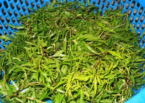 Nhiều sữa sau sinh, Chăm sóc trẻ, Nuôi con bằng sữa mẹ