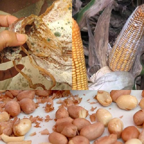 Ung thư, Chế độ ăn uống, Bí quyết khỏe mạnh, Ăn uống lành mạnh