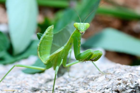 ngắm côn trùng, côn trùng đẹp, ngắm động vật