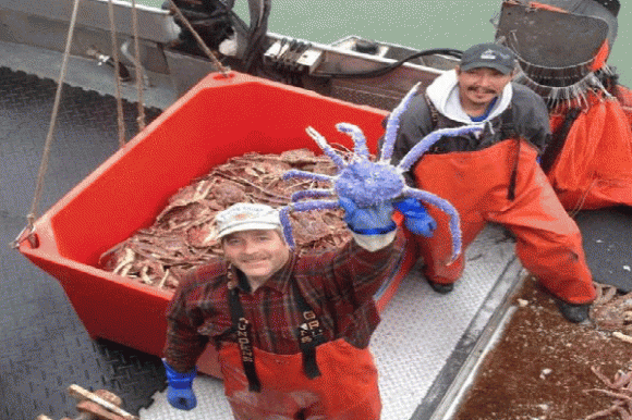 Con cua,con cua sắc màu,con cua có màu sắc, hình dạng kỳ lạ nhất