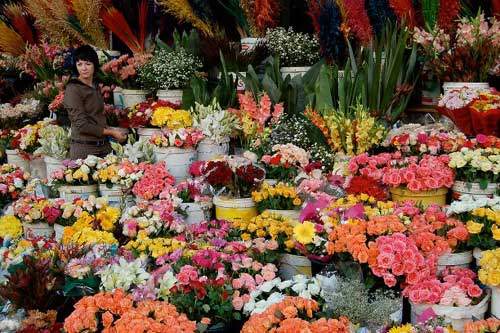 Chợ hoa, Chợ hoa Flemington, Chợ hoa Dangwa