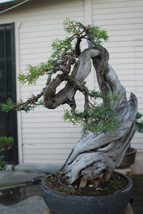 Bằng Kiều, Nhà Bằng Kiều, Vườn bonsai của Bằng Kiều