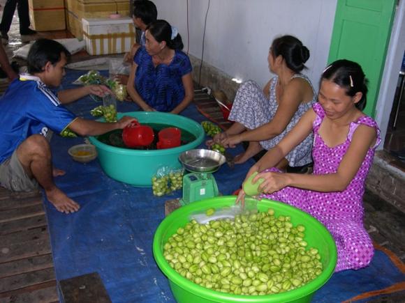Cậu bé,cậu bé  mót xoài đến thu tiền tỷ với dưa ở miền Tây 