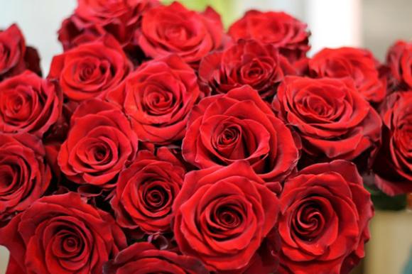Hoa hồng,hoa hồng dài 1,6m,hoa hồng dài 1,6m giá 700.000 đồng hút khách Sài Gòn,hoa hồng ngày 20/10,ngày phụ nữ Việt Nam