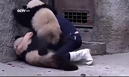 tìm gấu panda, ảnh gấu panda, tìm gấu trúc Panda