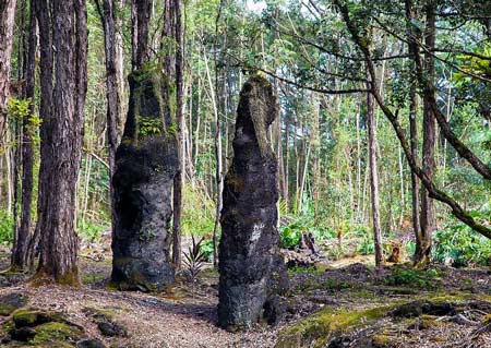 Rừng cây,rừng cây nham thạch,khám phá rừng cây nham thạch độc đáo ở Hawaii